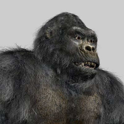 3d gorilla monkey model - Gorilla by 3d_Wanderer