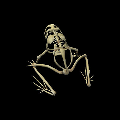 3d frog skeleton - Frog Skeleton by 3d_Wanderer