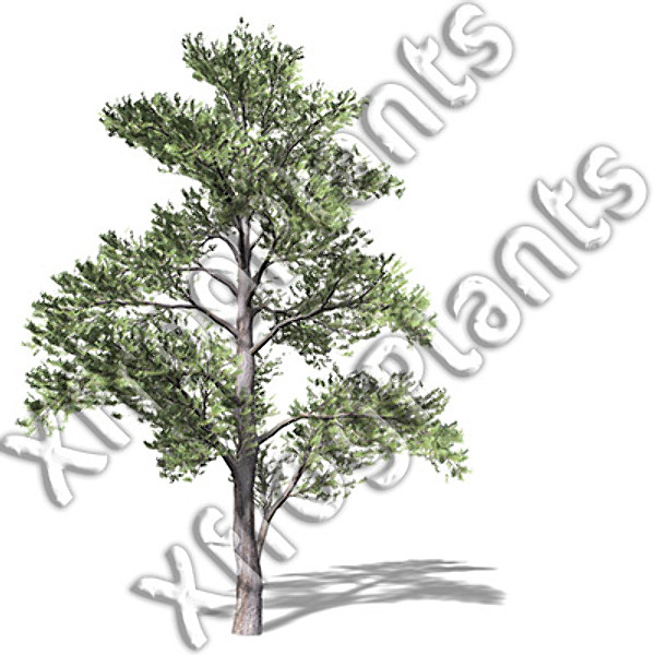 eastern usa trees dvd 3d model - XfrogPlants Trees from Eastern USA DVD by xfrog