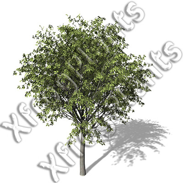 european trees 1 europe 3ds - XfrogPlants European Trees 1 DVD by xfrog