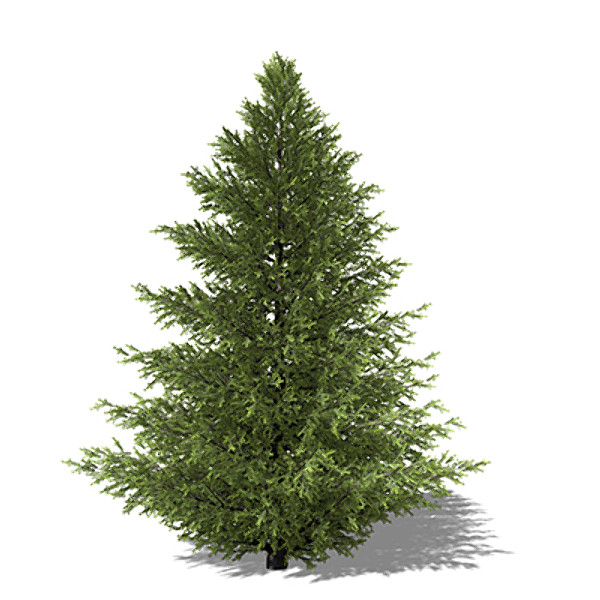 xfrogplants caucasian fir tree 3d max - XfrogPlants Caucasian Fir by xfrog