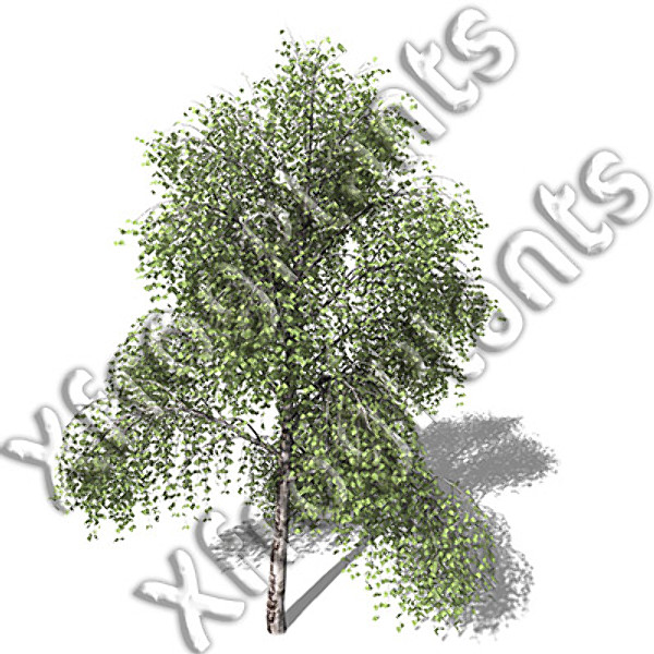 3d european trees 2 europe model - XfrogPlants European Trees 2 DVD by xfrog
