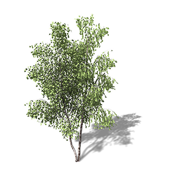 silver birch tree 3d model - XfrogPlants Silver Birch by xfrog