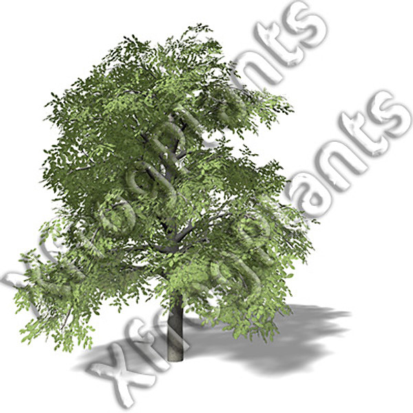 3d european trees 2 europe model - XfrogPlants European Trees 2 DVD by xfrog