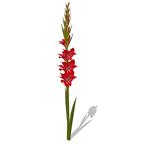 3d xfrogplants gladiolus plant - XfrogPlants Gladiolus by xfrog