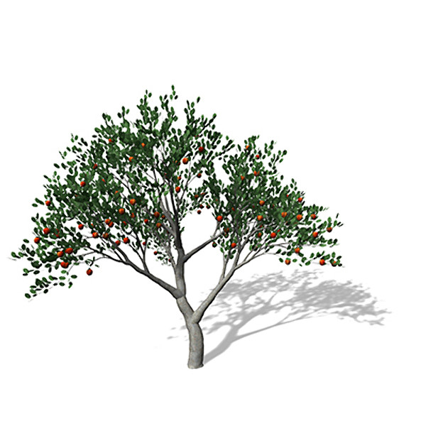 3d xfrogplants apple tree model - XfrogPlants Apple Tree by xfrog
