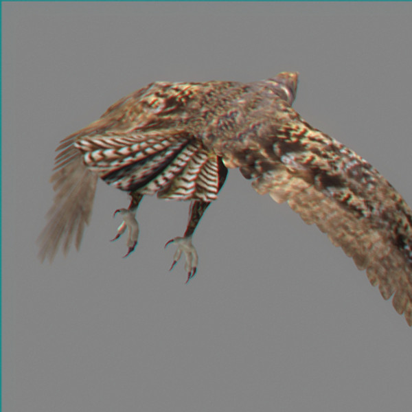 hawk eagle 3d obj - Animated Hawk... by NONECG