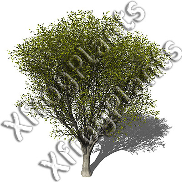 3ds max japanese trees japan dvd - XfrogPlants Japanese Trees DVD by xfrog