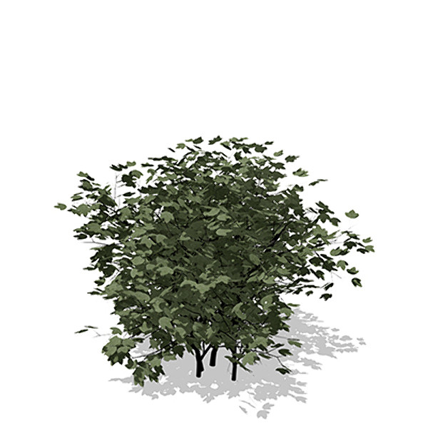 xfrogplants european cranberry bush lwo - XfrogPlants European Cranberry Bush by xfrog