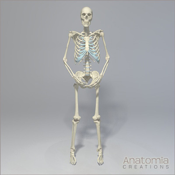3d human male skeleton - Human Male Skeleton Model with Textures by Anatomia