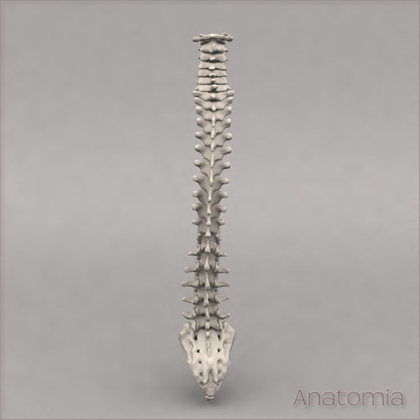 3d male human spinal skeleton model - Human spine skeleton by Anatomia