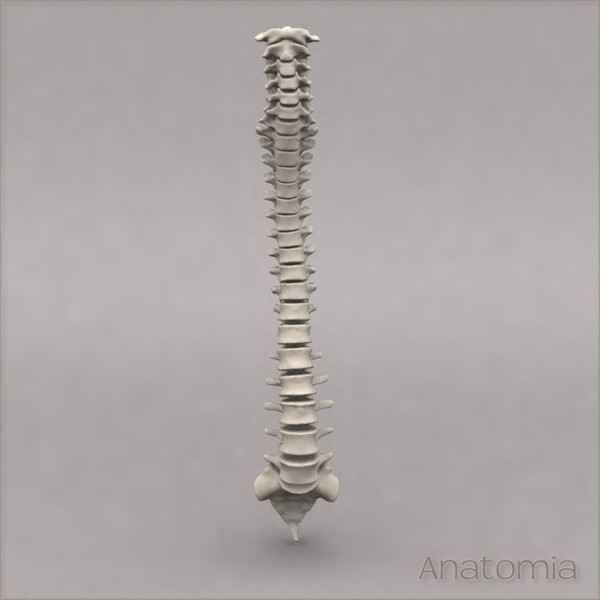 3d male human spinal skeleton model - Human spine skeleton by Anatomia
