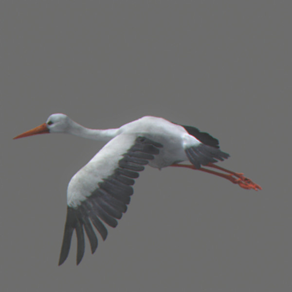 stork flight wings max - Animated Stork by NONECG