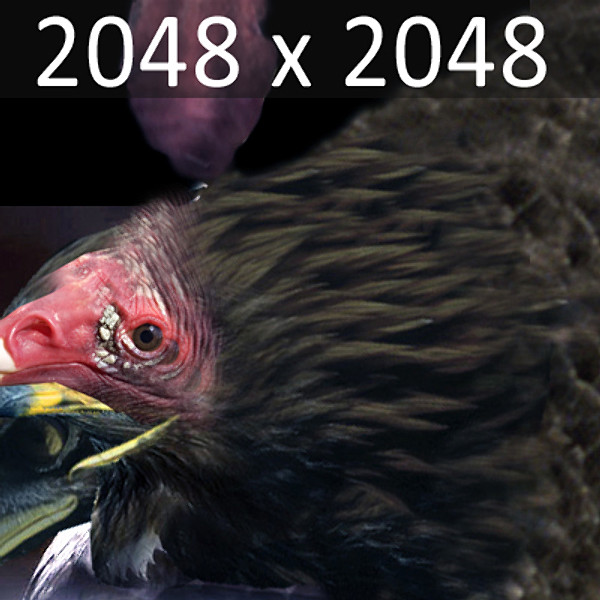 maya vultures beak wings - Animated Vultures by NONECG
