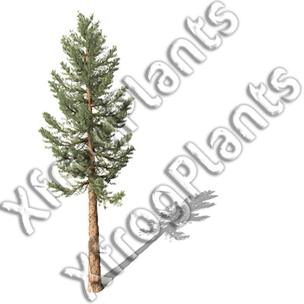 western usa trees dvd 3ds - XfrogPlants Trees from Western USA DVD by xfrog