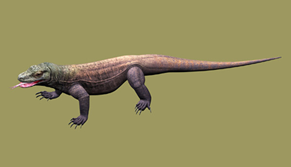 komodo dragon 3d model - komodo dragon by scrw