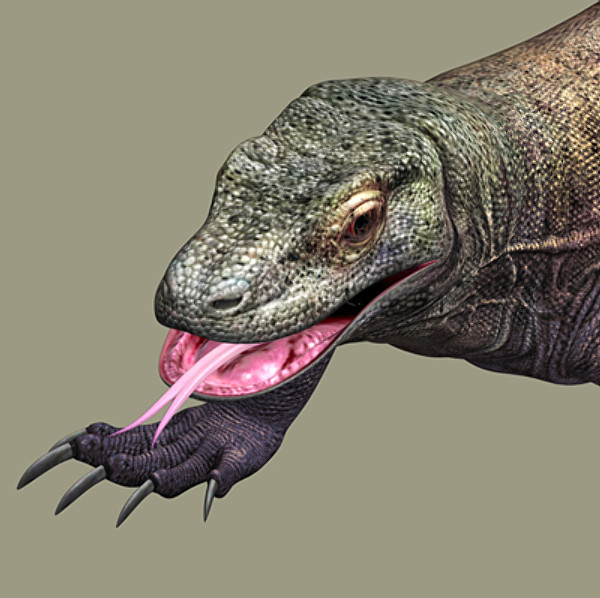 komodo dragon 3d model - komodo dragon by scrw