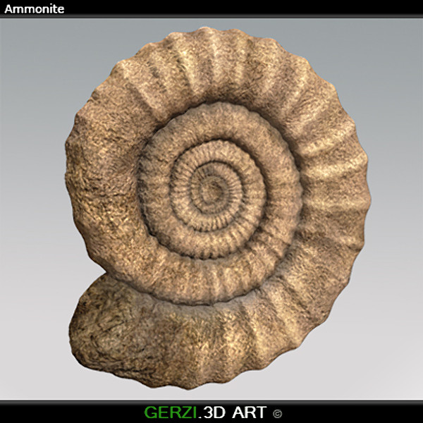 3d ammonite fossile - Ammonite Fossil by Gerzi 3D ART