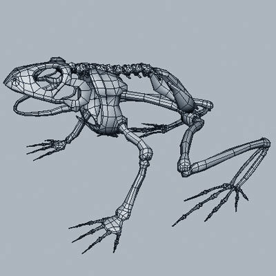 3d frog skeleton - Frog Skeleton by 3d_Wanderer