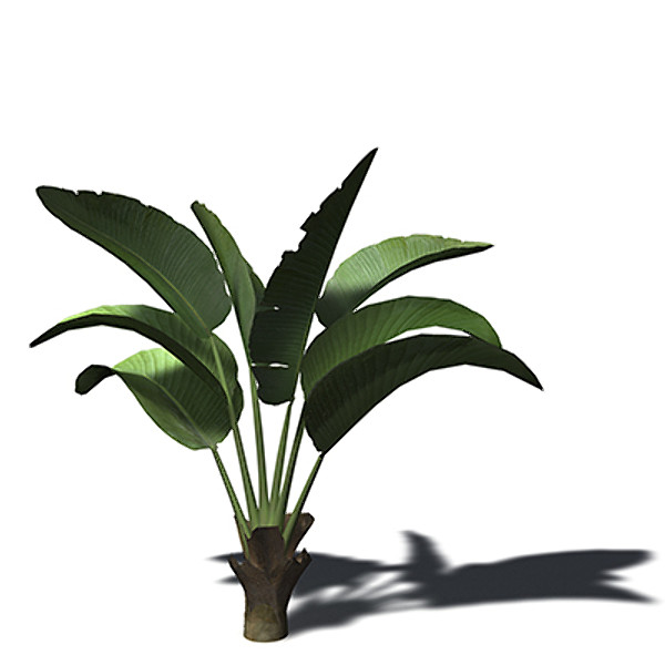 3ds xfrogplants white bird paradise - XfrogPlants White Bird of Paradise by xfrog