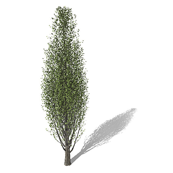 xfrogplants lombardy poplar tree 3d lwo - XfrogPlants Lombardy Poplar by xfrog