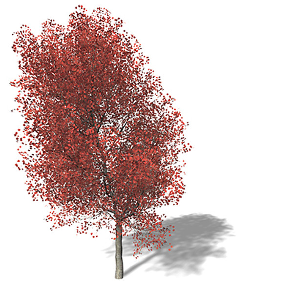 3d xfrogplants red maple tree - XfrogPlants Red Maple by xfrog