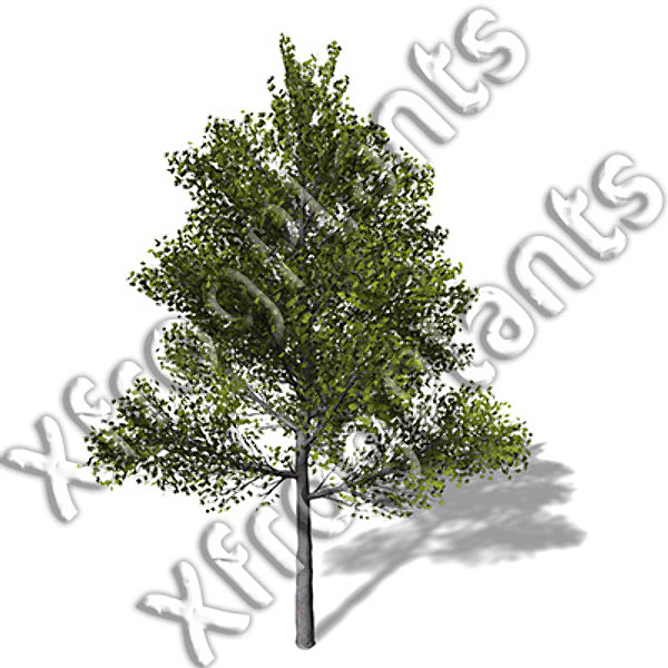 european trees 1 europe 3ds - XfrogPlants European Trees 1 DVD by xfrog