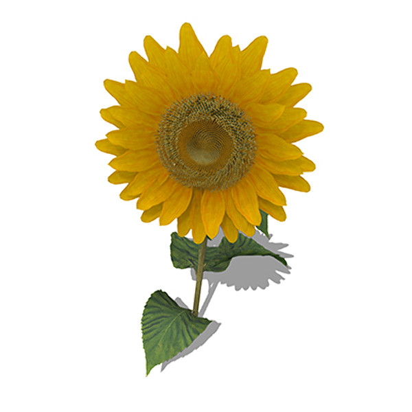 3d model xfrogplants sunflower plant - XfrogPlants Sunflower by xfrog