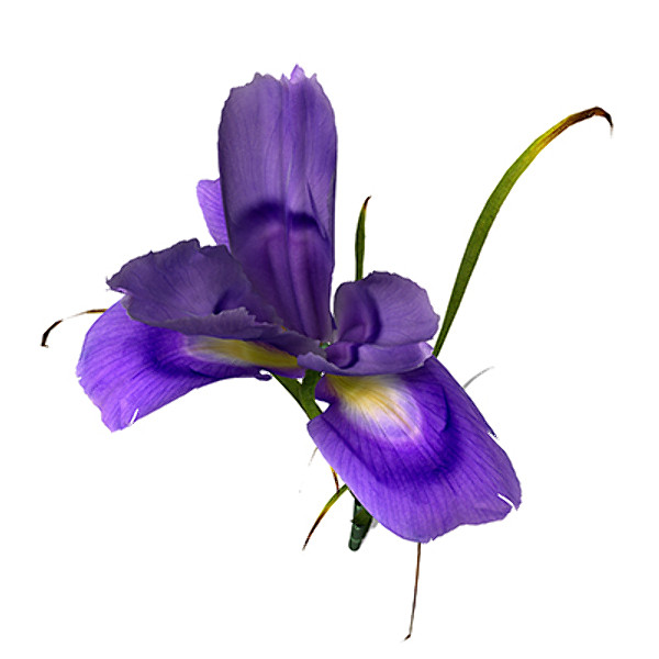 maya xfrogplants dutch iris plant - XfrogPlants Dutch Iris by xfrog