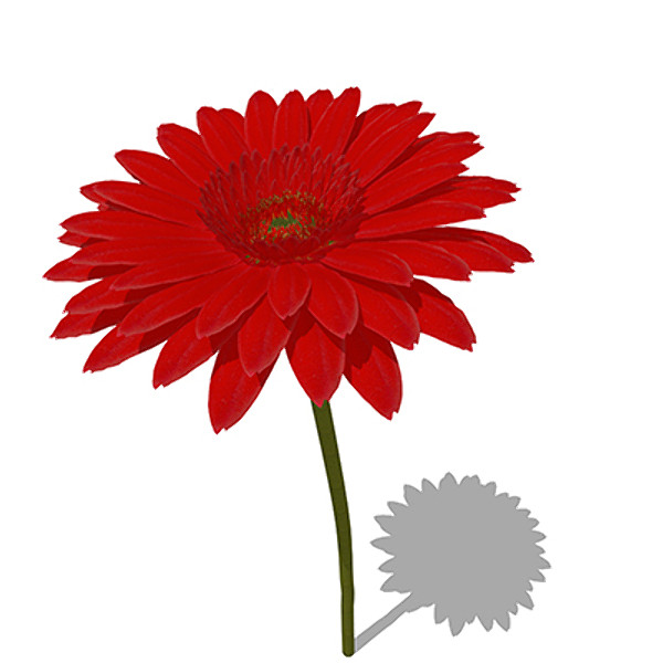 xfrogplants gerbera plant flower max - XfrogPlants Gerbera by xfrog