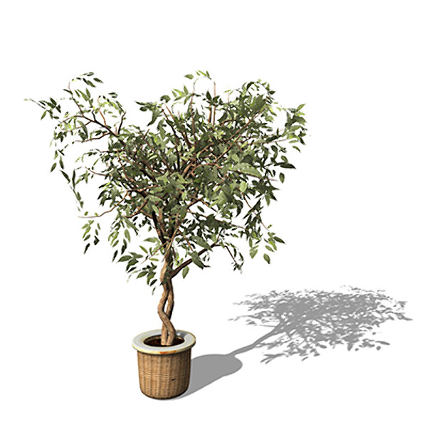 3dsmax xfrogplants benjamin ficus plant - XfrogPlants Benjamin Ficus by xfrog