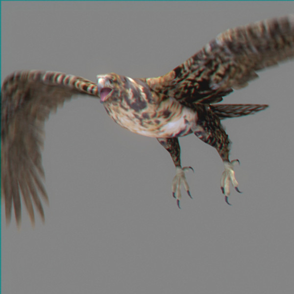 hawk eagle 3d obj - Animated Hawk... by NONECG