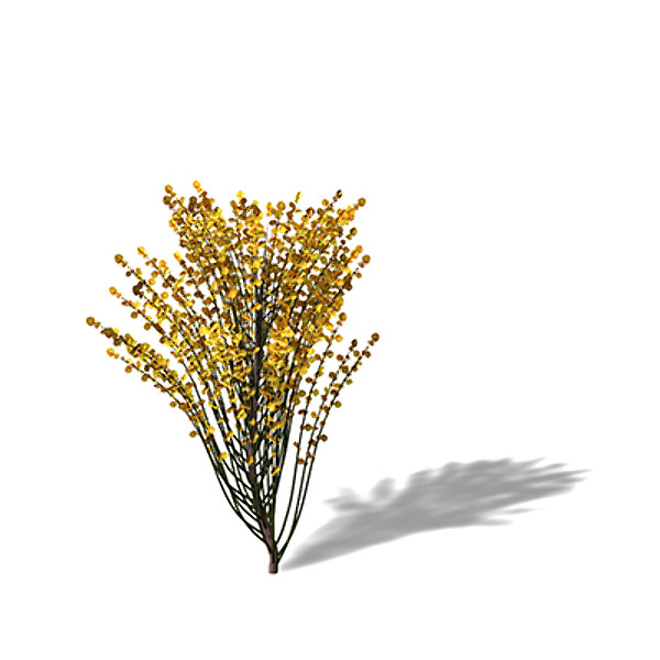 3d xfrogplants spanish broom shrub model - XfrogPlants Spanish Broom by xfrog