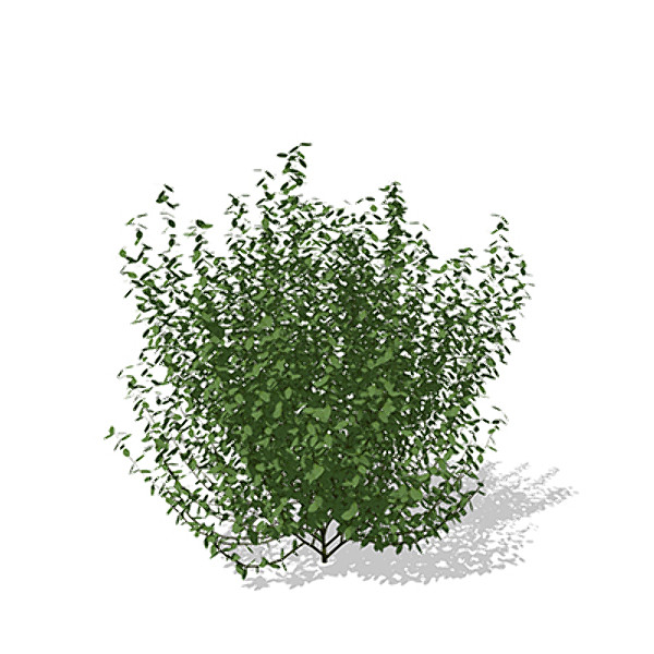 3d xfrogplants common privet plant - XfrogPlants Common Privet by xfrog