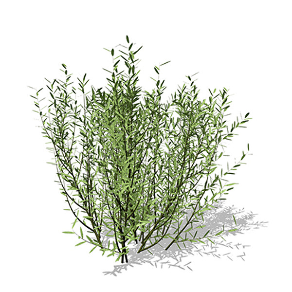 3d model xfrogplants purple willow shrub - XfrogPlants Purple Willow by xfrog