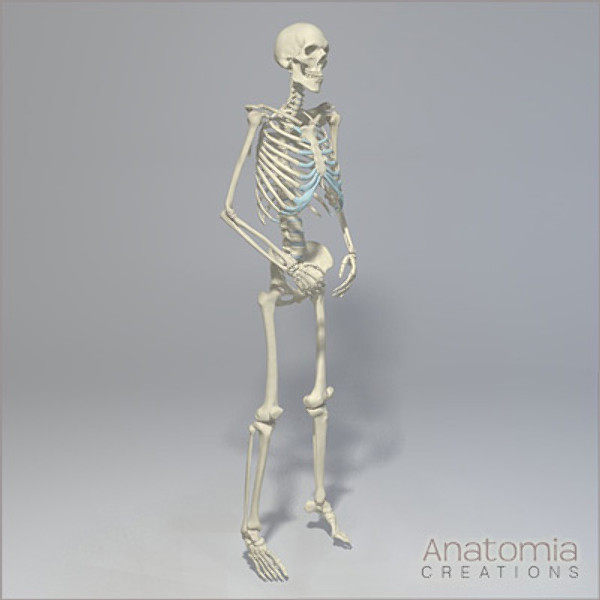 3d human male skeleton - Human Male Skeleton Model with Textures by Anatomia