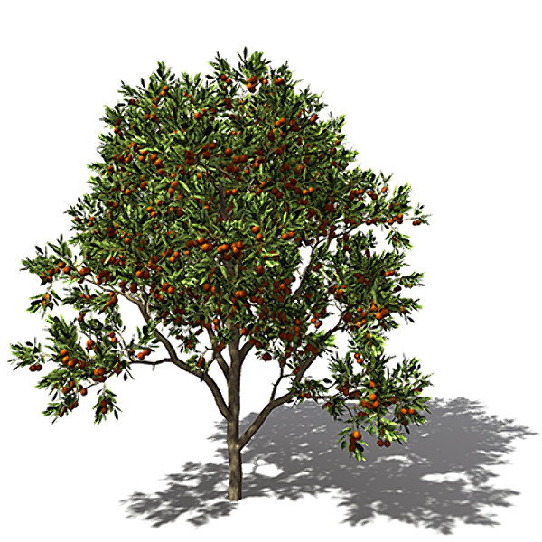 xfrogplants sweet orange tree 3d model - XfrogPlants Sweet Orange tree by xfrog