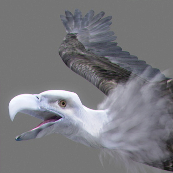 maya vultures beak wings - Animated Vultures by NONECG