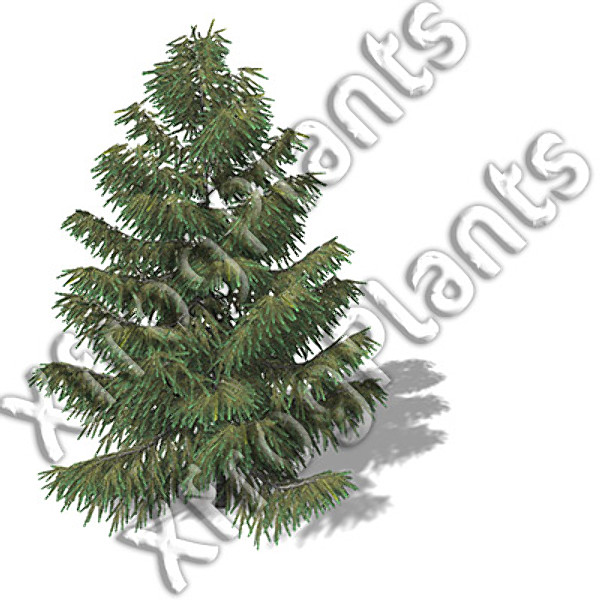 western usa trees dvd 3ds - XfrogPlants Trees from Western USA DVD by xfrog