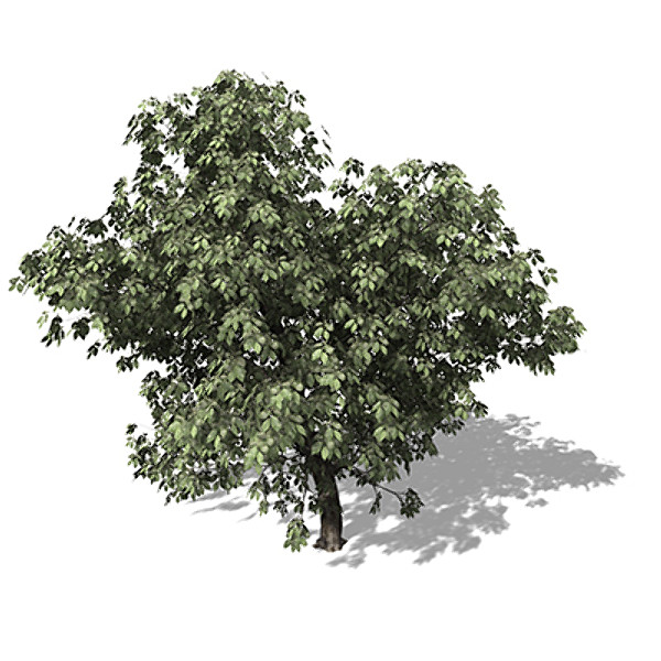 3ds xfrogplants hornbeam tree plant - XfrogPlants Hornbeam by xfrog