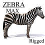 zebra 3d max