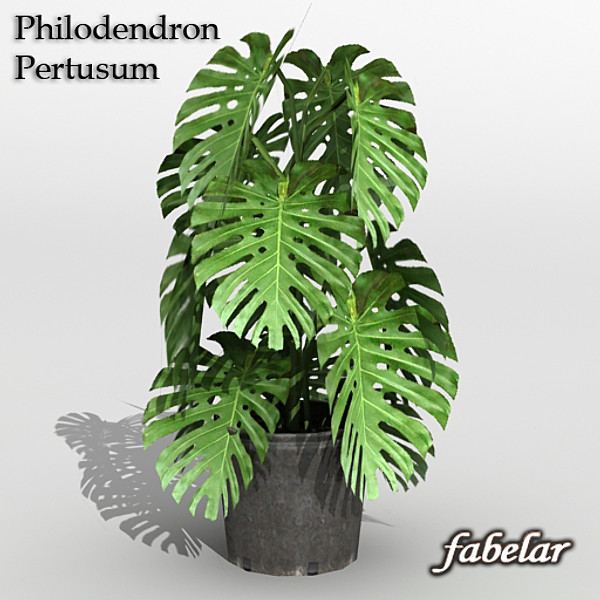 houseplant philodendron pertusum 3d max - Philodendron Pertusum by fabelar
