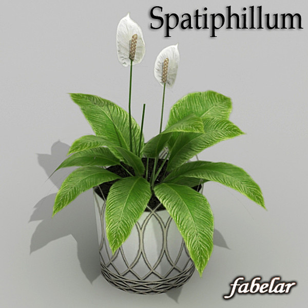 3ds max spathiphyllum flower - Spathiphyllum by fabelar