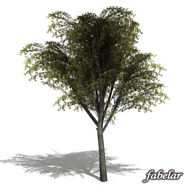 tree opacity 3d model - Tree 2 by fabelar