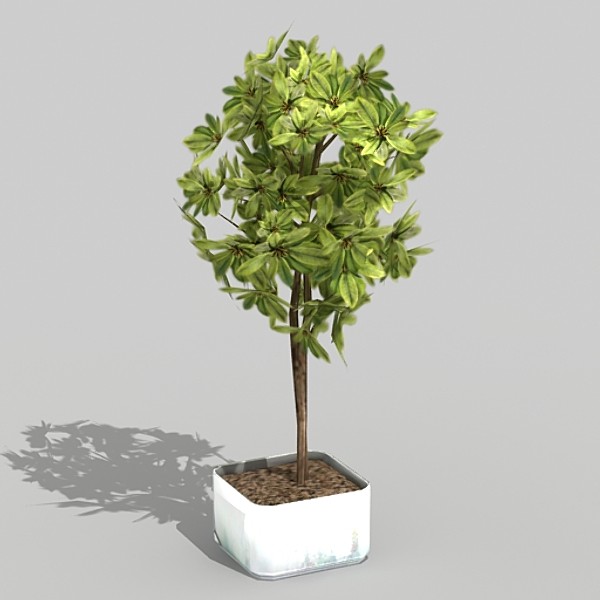 houseplant schefflera gold cap 3d model - Schefflera gold cap by fabelar