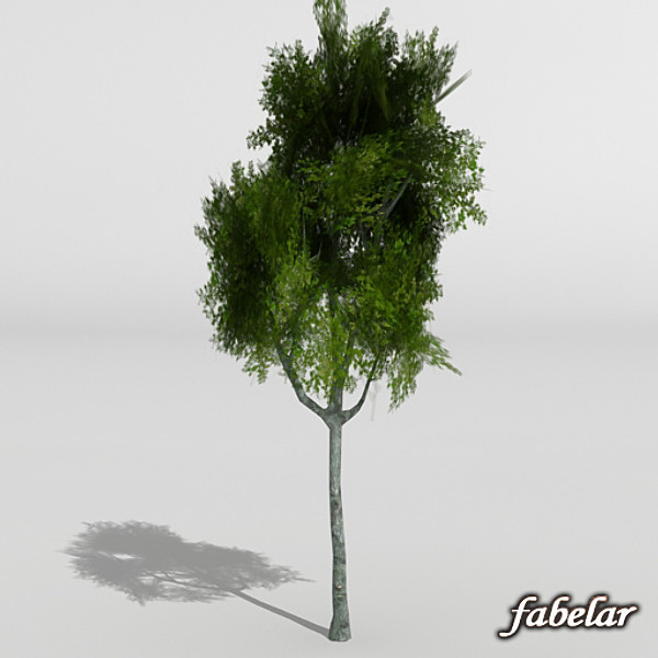 3d model silver birch - Silver Birch by fabelar