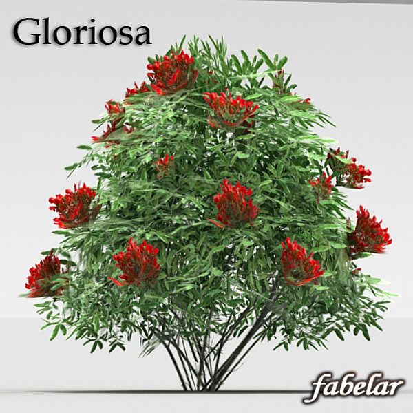 3d model gloriosa - Gloriosa by fabelar