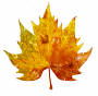 Leaf - transparency.tga