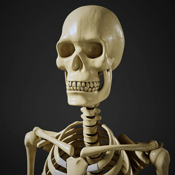 maya human skeleton - Human Skeleton by Fredrikivan
