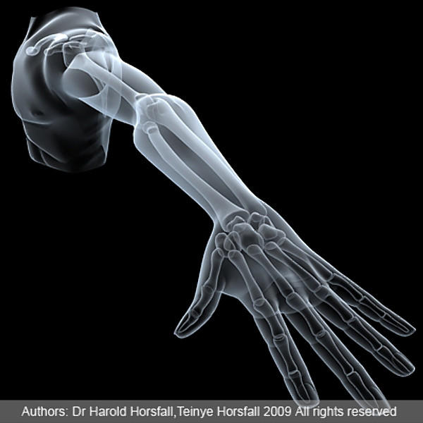 shoulder upper limb 3d 3ds - Shoulder & upper limbs.zip... by RadioMatrix